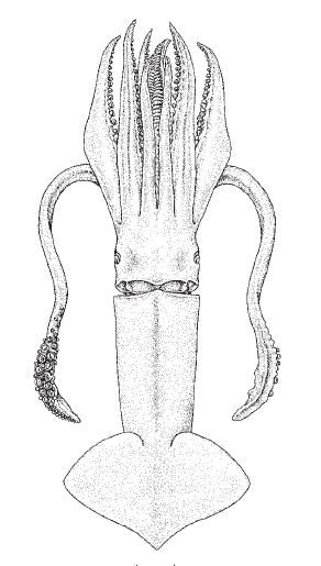 SQUIDS Todaropsis eblanae (Ball, 1841) Order Teuthida Suborder Oegopsina Family Ommastrephidae Genus