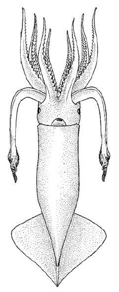 SQUIDS Gonatus fabricii (Lichtenstein, 1818) Order Oegopsida Family Gonatidae Genus Gonatus Common name: