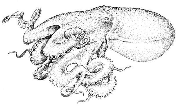 OCTOPODS Eledone cirrhosa (Lamarck, 1798) Order Octopoda Family Octopodidae Genus Eledone Common name: horned octopus Description: A medium-sized (up to 250 mm ML, total length to 550 mm, body weight