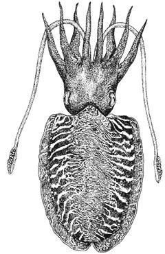 CUTTLEFISHES Sepia officinalis (Linnaeus, 1758) Order Sepiida Family Sepiidae