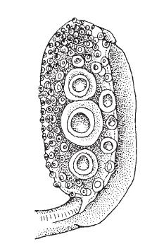 CUTTLEFISHES Sepia elegans (Blainville, 1827) Order Sepiida Family Sepiidae Genus Sepia Common name: