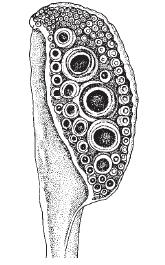 CUTTLEFISHES Sepia orbignyana (Ferussac, 1826) Order Sepiida Family Sepiidae Genus Sepia Tentacular club Cuttlebone Common name: