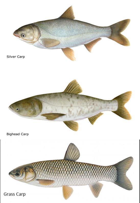 Asian Carp Collaborative 3 Management National Approach The U.S.