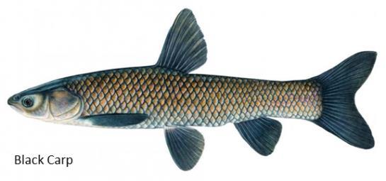 threat of Asian carp in the United States in support of the national Management and Control Plan for Bighead, Black, Grass, and Silver Carps in