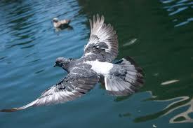 Hovering birds will be at a steady place and flap their wings continuously as in fig (6). It is a kind of power on flight.