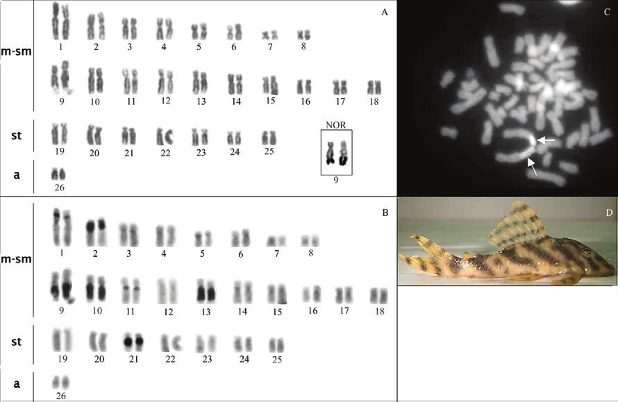 104 A.C.P. De Souza et al. Fig. 1. Karyotype of a Peckoltia vittata, sequentially Giemsa-stained (A) and C-banded (B) chromosomes.