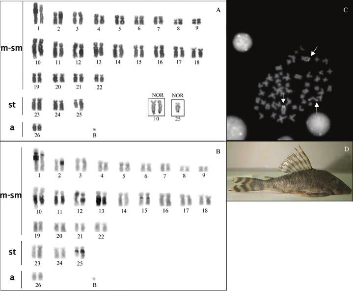 Cytogenetic analysis in catfish species of the genus Peckoltia 105 Fig. 2. Karyotype of a Peckoltia sp. 1, sequentially Giemsa-stained (A) and C-banded (B) chromosomes.