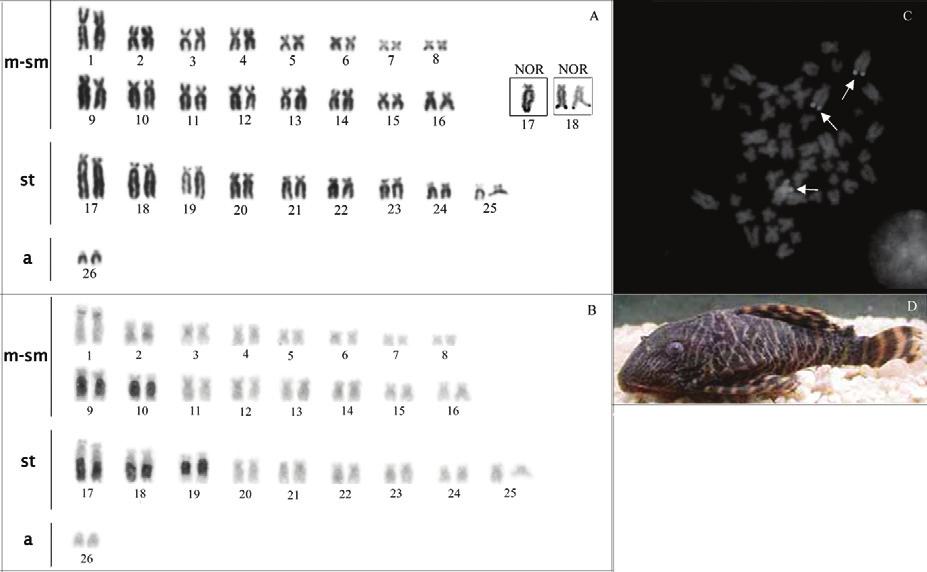 106 A.C.P. De Souza et al. Fig. 3. Karyotype of a Peckoltia sp. 2, sequentially Giemsa-stained (A) and C-banded (B) chromosomes.