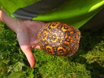 Box turtle observed