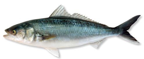 Finfish Species Max daily limit per person Min length (cm) Min mesh size for nets (mm) Barracouta 30 100 Blue cod 20 33 100 Blue moki 15 40 114 Bluenose 5 160 Blue shark 1 100 Bronze shark 1 100