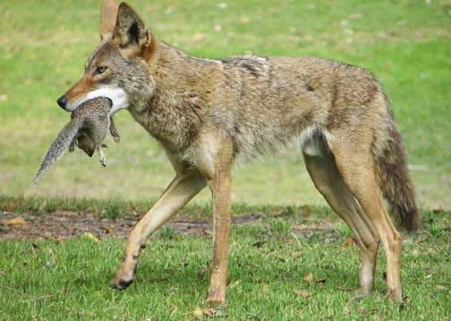 study of drivers of prey consumed by coyotes