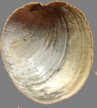 Hard Clam Completed: August 2001 Amended: June 2008 Initial Status: Unknown Current Status: Unknown FMP Measures Tightened shellfish lease production requirements Called for recreational shellfish