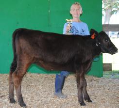 Show following cattle show The Bucket Calf Project is designed for boys and girls in Carroll County from 8 to 10 years of age as of January 1, 2017 (or up to age 12 if it is the member s first year