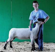 Sheep Show Wednesday, July 5, 2017 Superintendents: Jerome Miller & Rusty Burns Registration 7:30 a.m. 8:30 a.m. Show following Goat Show Rules and Regulations: 1.