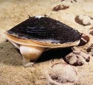close their shells more developed body systems than sponges or worms take in oxygen through gills or
