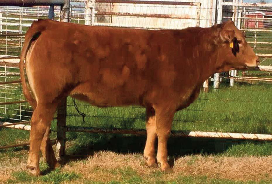 8 Consigned by CARVER FARMS CF Mojo Queen 124B DP / Red 12.01.