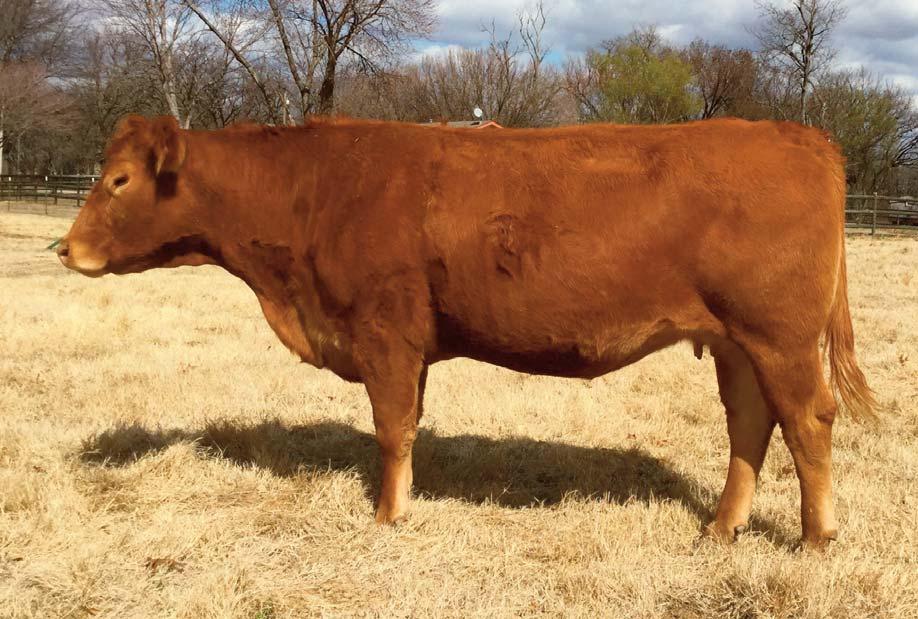 12 Consigned by DIAMOND R CATTLE AR Xtra Honey 074X DP / Red 04.30.