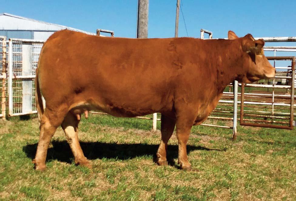 13 Consigned by CARVER FARMS CF Lil Sassy 209U Horned / Red 12.26.