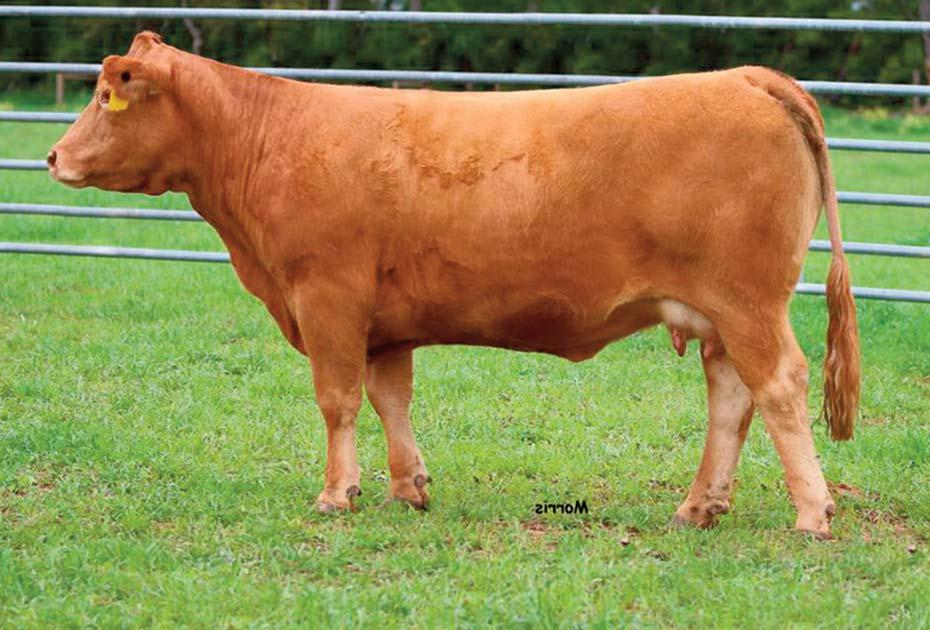 14 Consigned by CARVER FARMS Lenape Hannah Polled / Red 02.19.08 AHMO 2U NFF 1910252 Polled A.I. safe 1.17.