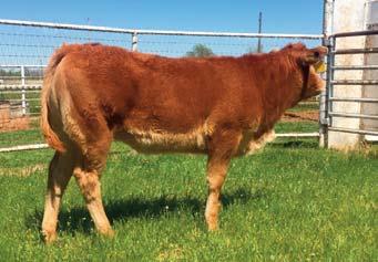 Fullblood Limousin population. Hannah is amongst one of the many great Pam daughters in existence, however her outcross sire makes her a ultra-dynamic breeding piece.