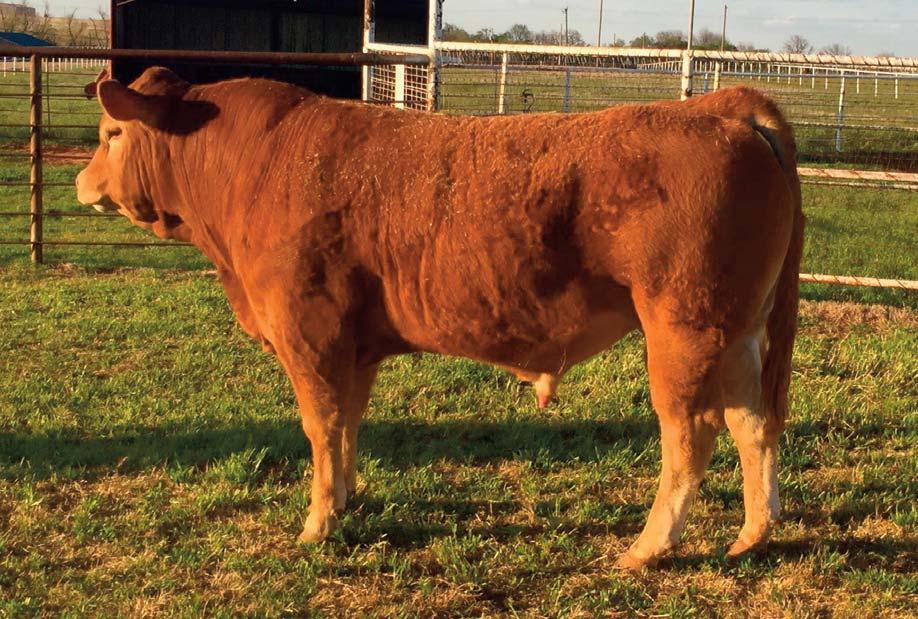 Bull 15 Consigned by CARVER FARMS CF Second Generation 115B Polled / Red 11.17.14 CVER 115B NFM 2074427 Study the look this guy gives you from all angles, wow!