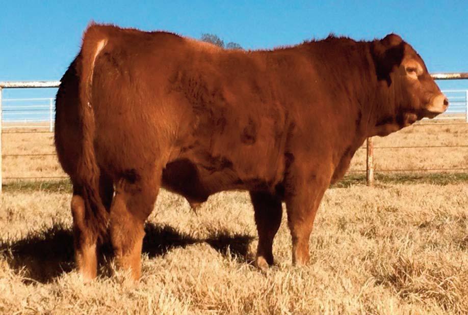 Bull 16 Consigned by CARVER FARMS CF Wise Guy 119B DP / Red 10.09.