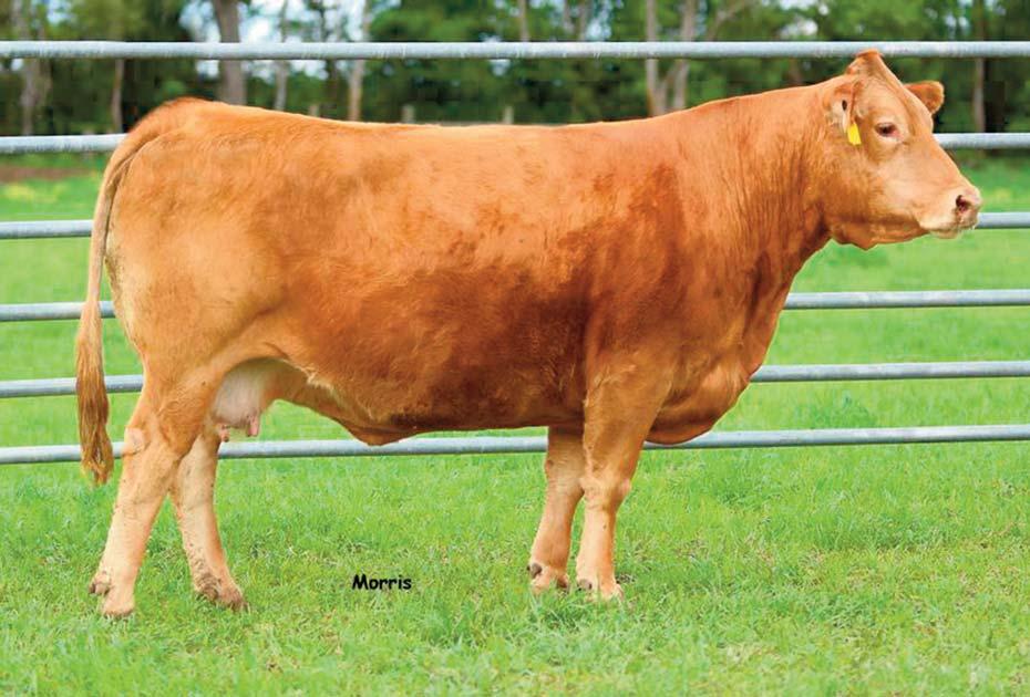 17 Consigned by CARVER FARMS 5 Embryos LESF Naturally Peachy Horned / Red 09.13.