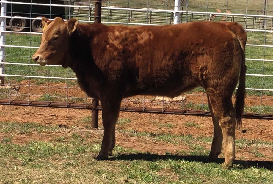 1 Consigned by CARVER FARMS CF Sue Beth 133C HP / Red 06.