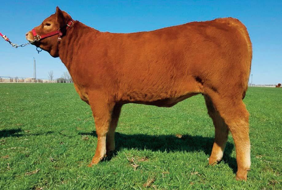2 Consigned by CARVER FARMS CF Scarlet O Hera 139C HP / Red 06.03.