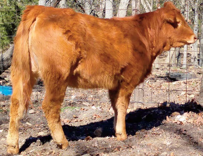 3 Consigned by GARRISON LIMOUSIN Built for it All Polled / Red 04.