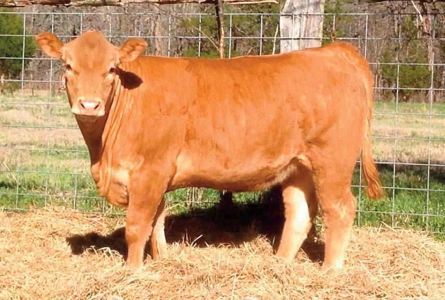 4 Consigned by R&J RICHLAND VALLEY DREAM FARM RJRD s Miss Daisy Polled / Red 04.02.