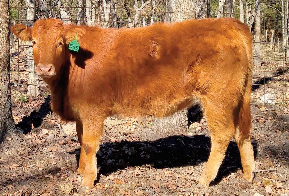 5 Consigned by GARRISON LIMOUSIN Total Sweetness DP / Red 04.01.15 GARS 545C NFF 2076920 Double Polled Total Sweetness is long sided with a long stride.