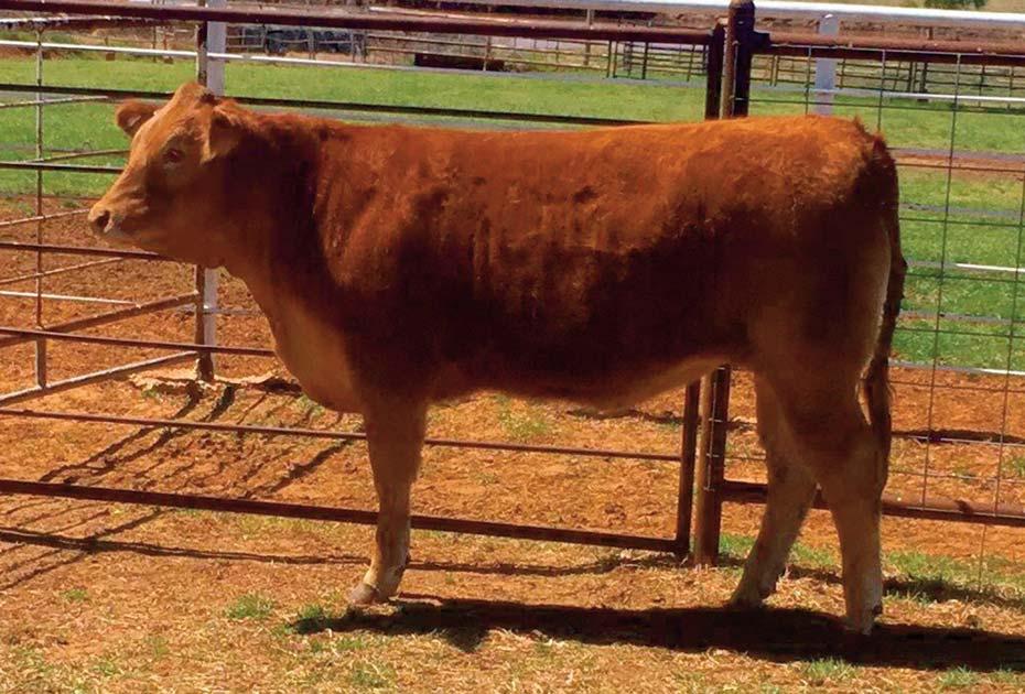 6 Consigned by ROCKIN W LIMOUSIN & CARVER FARMS GBBL Lady Sierra 102B Horned / Red 12.30.