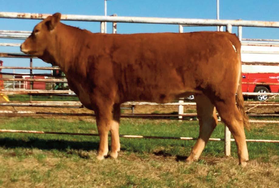 7 Consigned by CARVER FARMS CF Alberta Jo 110B DP / Red 11.15.