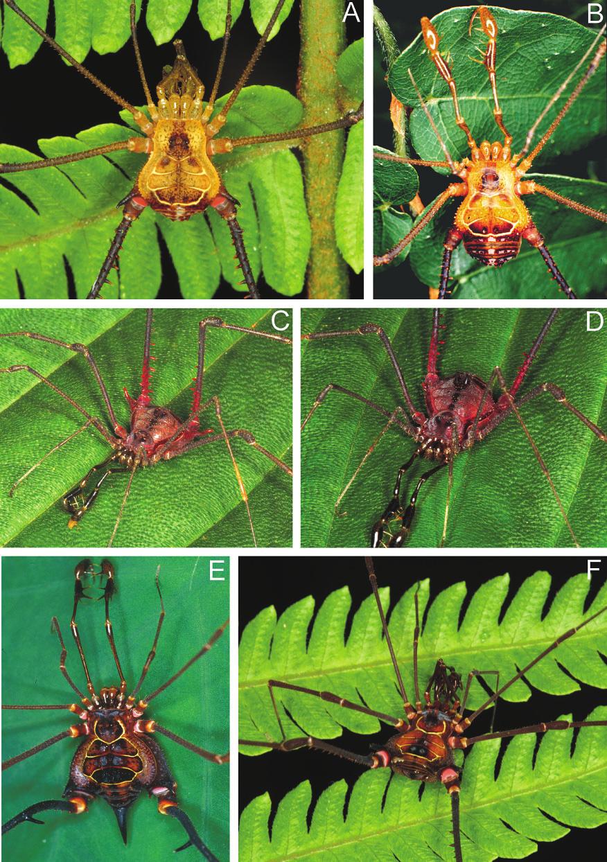Harvestman Sodreaninae: systematics and cladistics Invertebrate Systematics 517 Fig. 3. Photographs of living specimens of Sodreaninae (Sodreana). A, S.