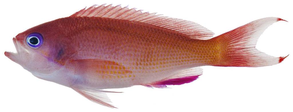 FIGURE 10. Pseudanthias hiva, USNM 409207, 50 mm SL, freshly collected at Eiao Island, Marquesas, French Polynesia, from 20 30 m, photographed by J.T.