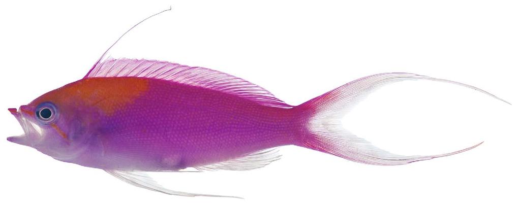 Pseudanthias regalis initial phase female, USNM 408038, 42 mm SL, freshly collected at Mohotane Island, Marquesas, French Polynesia, from 5 27 m,