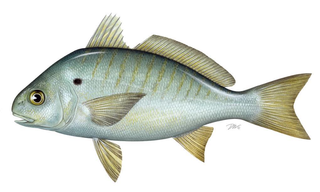 2017 REVIEW OF THE ATLANTIC STATES MARINE FISHERIES COMMISSION FISHERY MANAGEMENT PLAN FOR SPOT (Leiostomus xanthurus) 2016 FISHING YEAR The Spot Plan Review Team Michael Schmidtke, Atlantic States