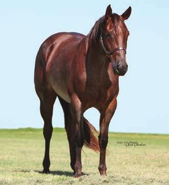 LUSCIOUS RED BERRY NO. 5556890 2013 RED ROAN MARE Consignor: W.T.