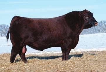 601 ratioed 101 for weaning, 107 for yearling, and 117 for UIMF. Her YW and REA EPDs are in the top 20%, and her WW EPD is in the top 25% of the breed.