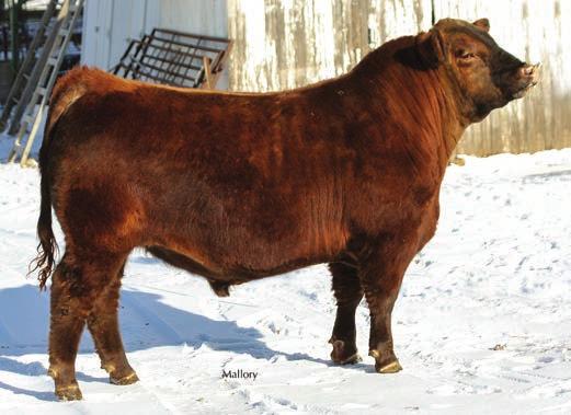 She is moderate framed, big ribbed, attractive heifer with plenty of hair. She stands on a good set of feet and legs that allow her to get out and move.