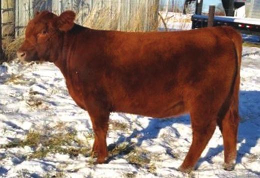 Not to mention, he s got plenty of muscle and will be able to make both replacements and feed lot cattle. Don t miss out on this unique bull.
