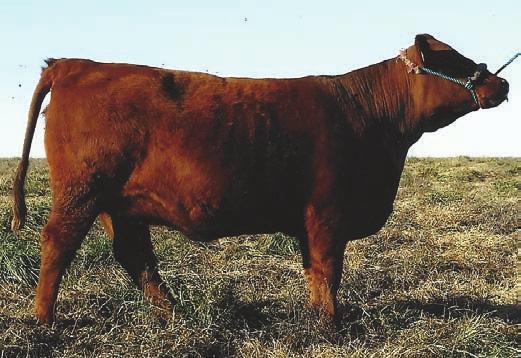 We like our Sideways cows and this one will make a great one herself. Pair that with her sweetheart disposition and she makes it hard not to love her! A full sib sold for $3,000 to Minnesota.