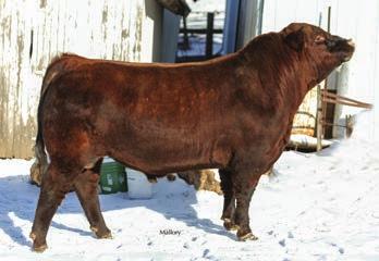 Jeremie Ruble 1525 140th St. Corydon, IA 50060 42nd Annual Classic Held in Conjunction with the Tuesday, February 13, 2018 Sale Time: 1 p.m. North Annex of the Iowa State Fairgrounds, Des Moines, Iowa 24 Schedule of Events Monday February 12, 2018 3 p.