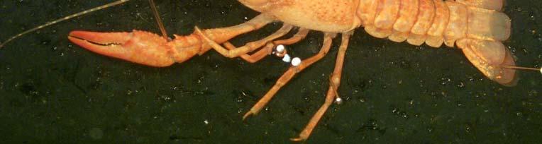 claw Crayfish - 1 st pleopod in