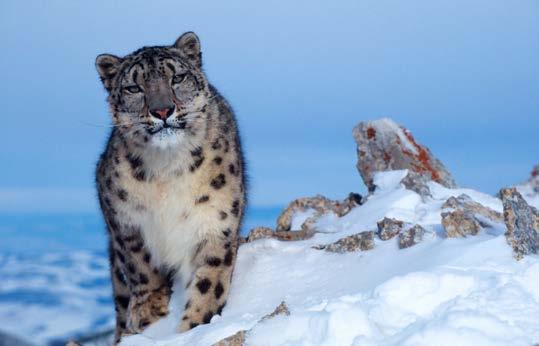 4000 In just 16 years, snow leopard numbers have declined by at least 20%, with now