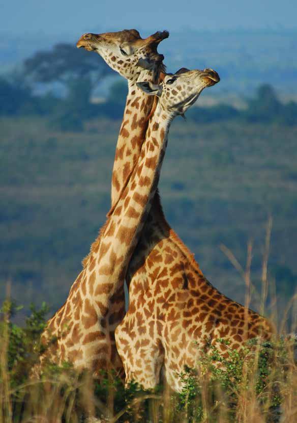 To support giraffe conservation in Africa: Visit the GCF website http://giraffeconservation.org/donate Adopt a Giraffe http://giraffeconservation.