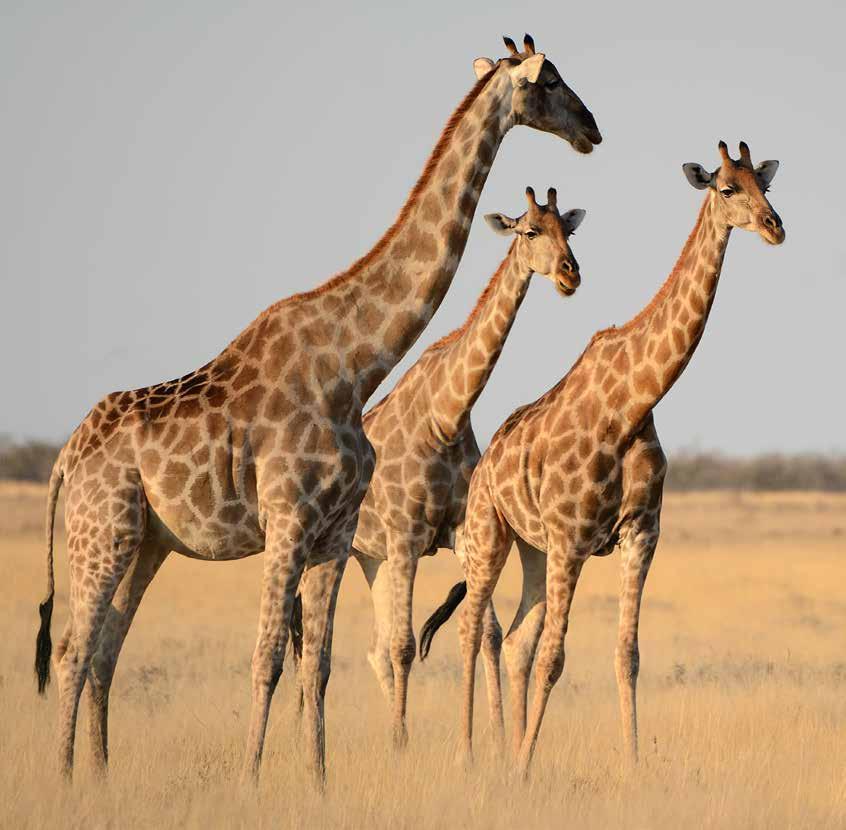 CONTENTS Introduction 1 Evolution 2 Giraffe & humans 2 Giraffe facts 3 Taxonomy & species 5 Distribution & habitat 6 Masai giraffe 7 Northern giraffe 8 Kordofan giraffe 8 Nubian giraffe 9 West