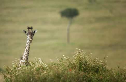 Taxonomy and Species Distribution and Habitat Like okapi, hippo, oryx, buffalo and cattle, the giraffe is an even-toed ungulate. Rhino, zebra and horses are odd-toed ungulates.