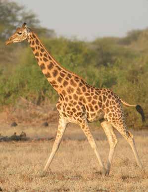 Masai giraffe Giraffa tippelskirchi Northern giraffe Giraffa camelopardalis Masai giraffe range across central and southern Kenya; throughout Tanzania; and an isolated population